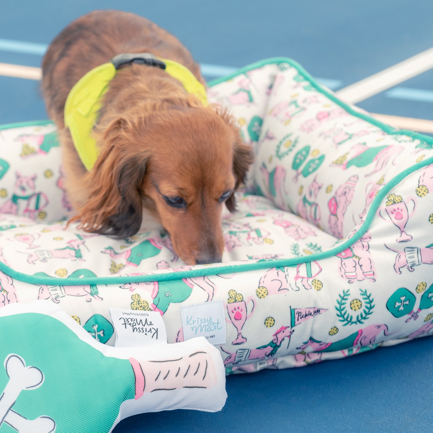 Dog lying on a colorful pet bed with a blue background