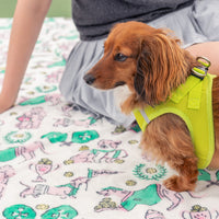 Small dog wearing a yellow harness sitting on a blanket with cartoon dog designs.